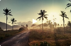 sunset with palms